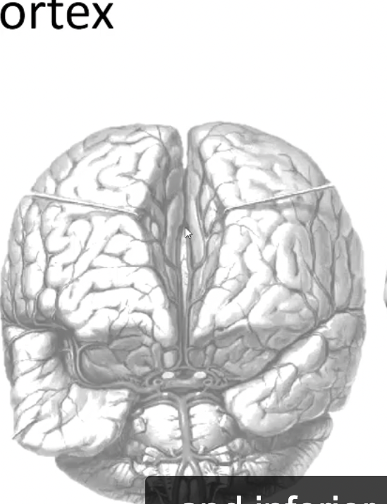 <p>longitudinal fissure contains</p>