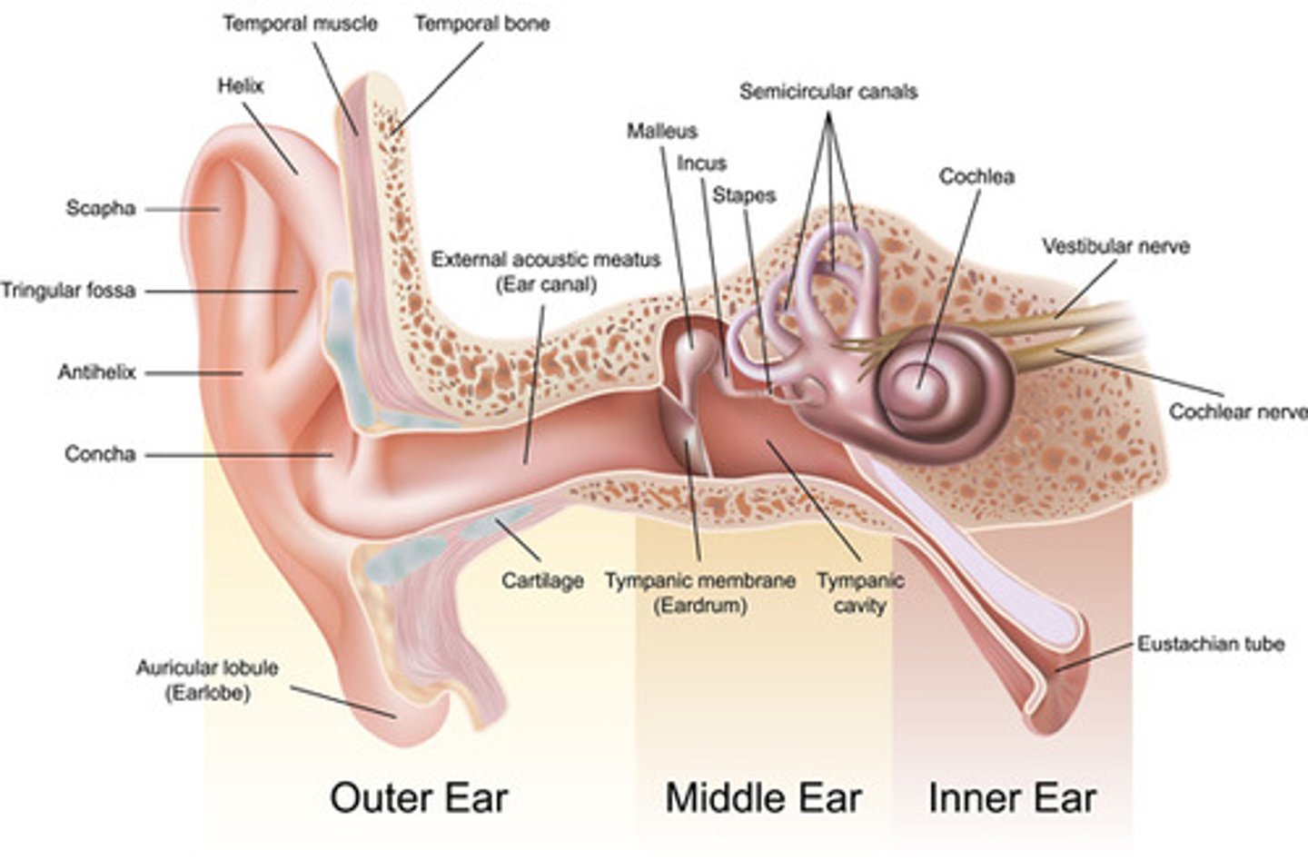 <p>Pinna (Outer Ear) → Ear Canal → Eardrum (Tympanic Membrane) → Hammer (Malleus) → Anvil (Incus) → Stirrup (Stapes) → Oval Window → Cochlea</p>