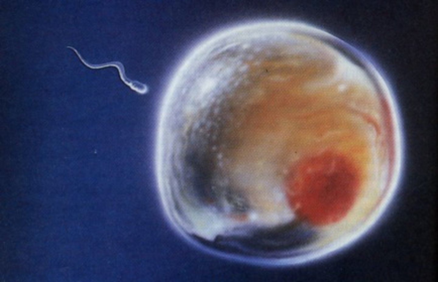 <p>The female reproductive cell</p>