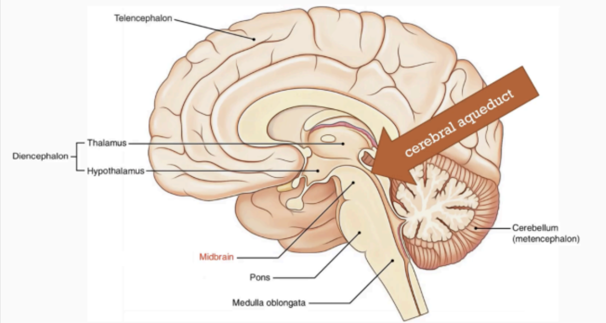<p>cerebral aqueduct</p>