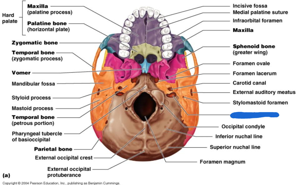 <p>jugular foramen (inferior view)</p>