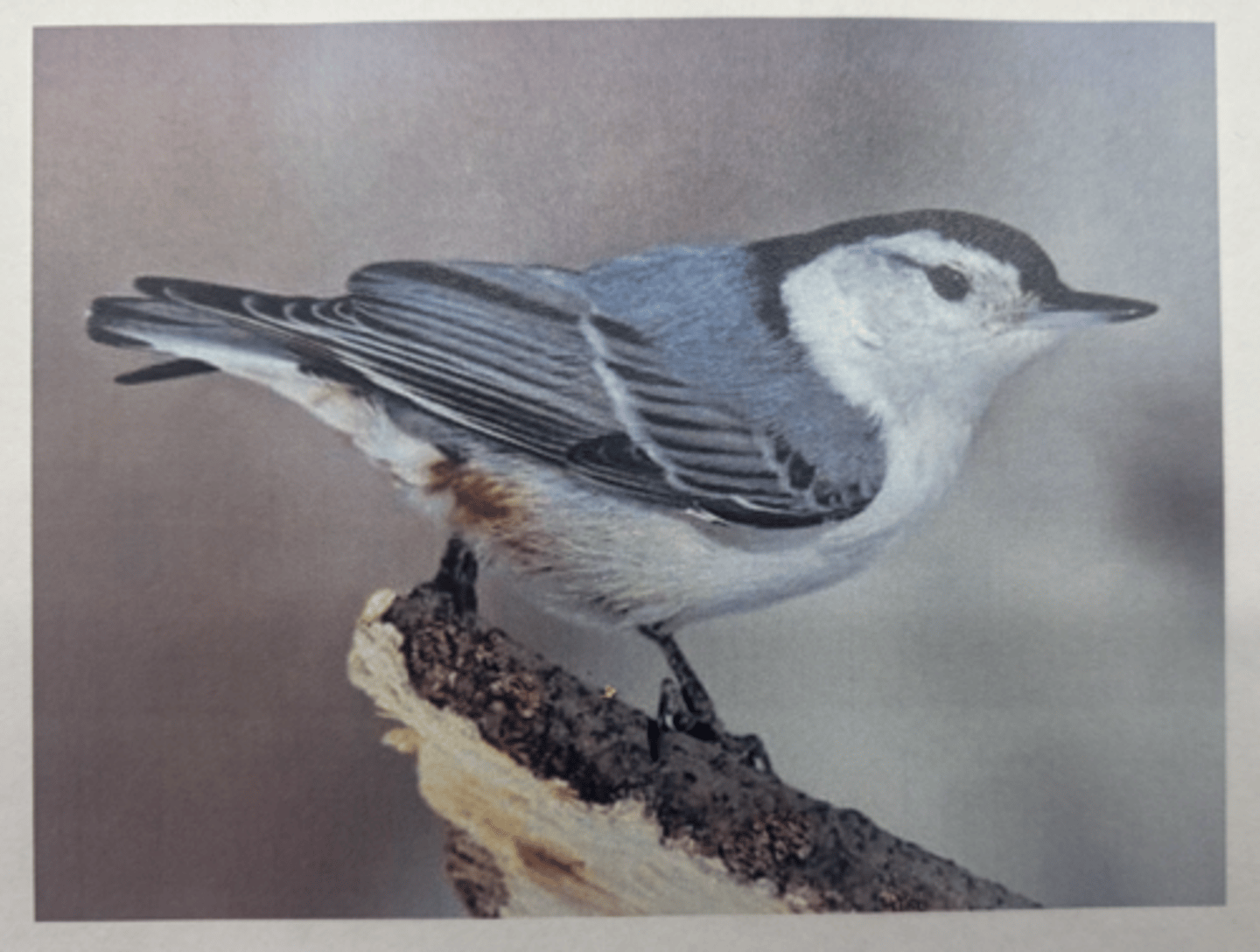 knowt flashcard image