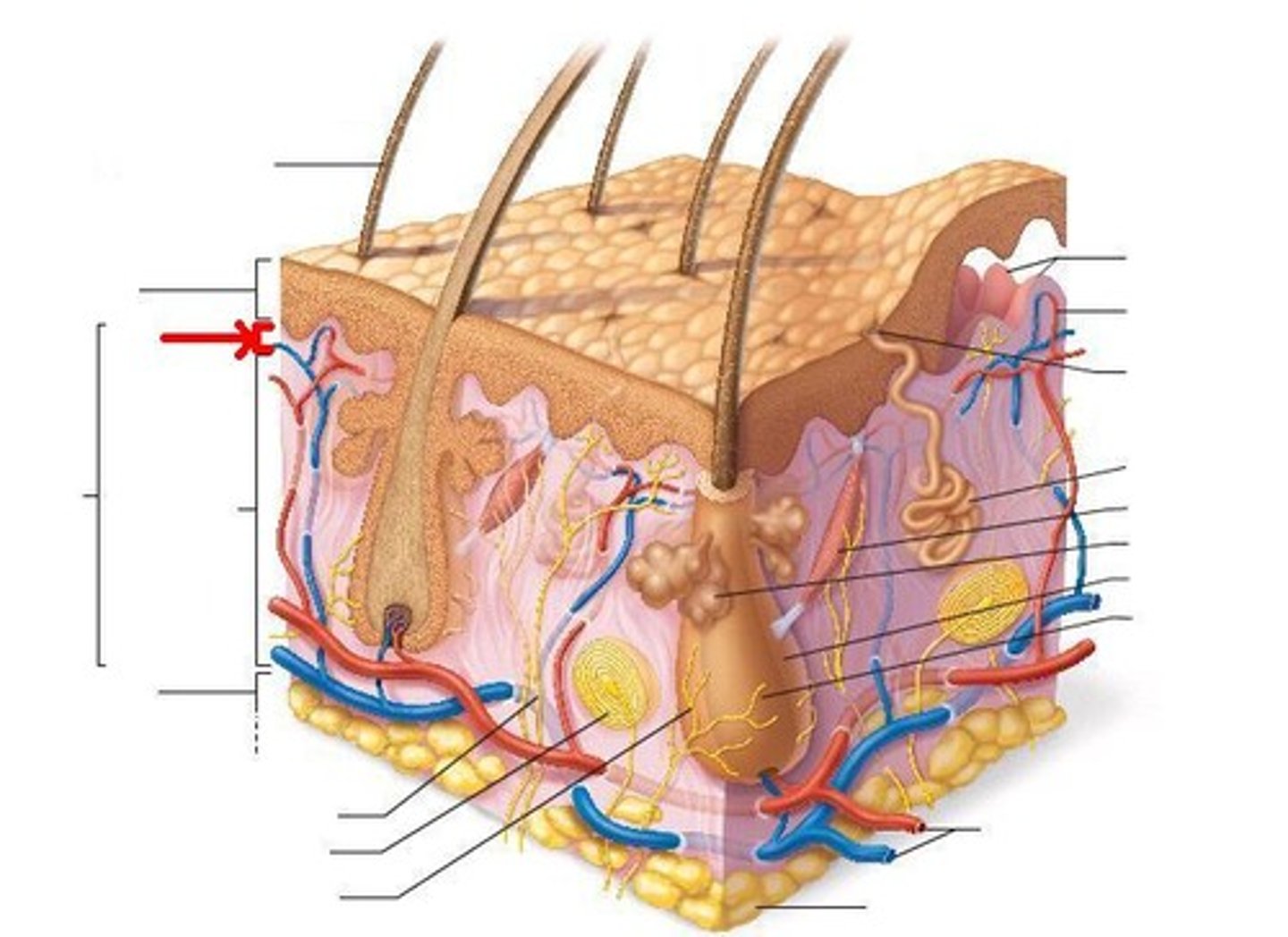<p>20% of the Dermis,</p><p>Thin, superficial layer of areolar connective tissue,</p><p>Supports and nourishes overlaying epidermis,</p><p>Projections called Dermal Papillae,</p><p>Pain receptors,</p><p>Capillary loops</p>