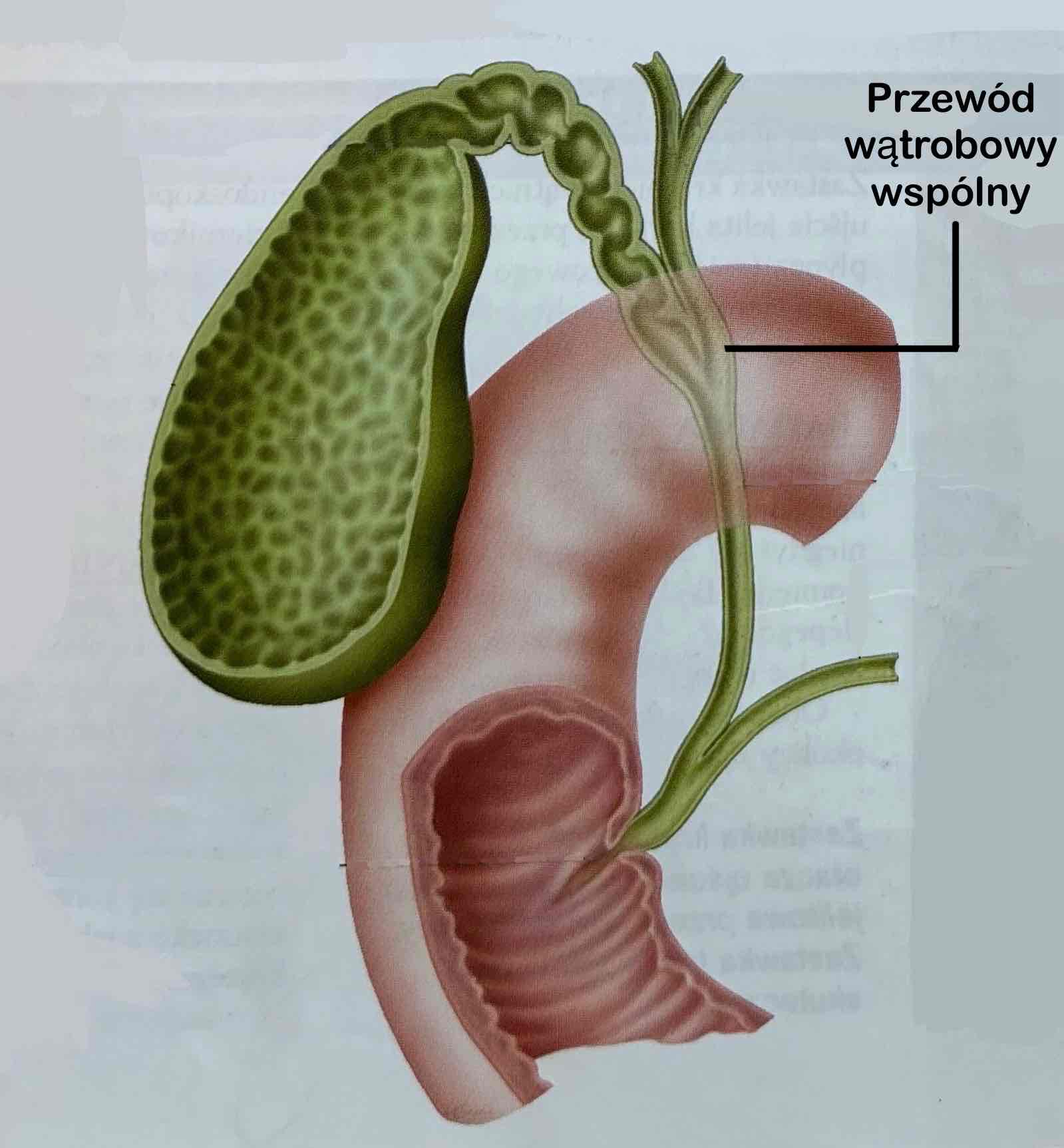 <p>Przewód wątrobowy wspólny</p>