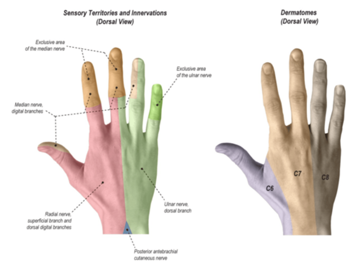 <p>test the radial back of hand, dorsal part of the thumb web space</p>