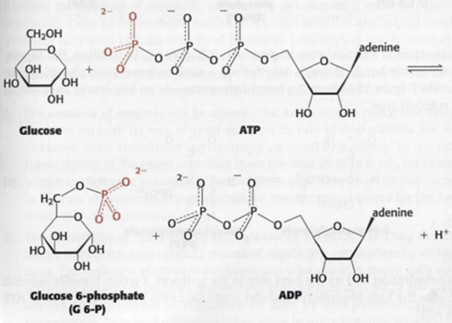 <p>transfer van functionele groepen naar andere molecule</p>