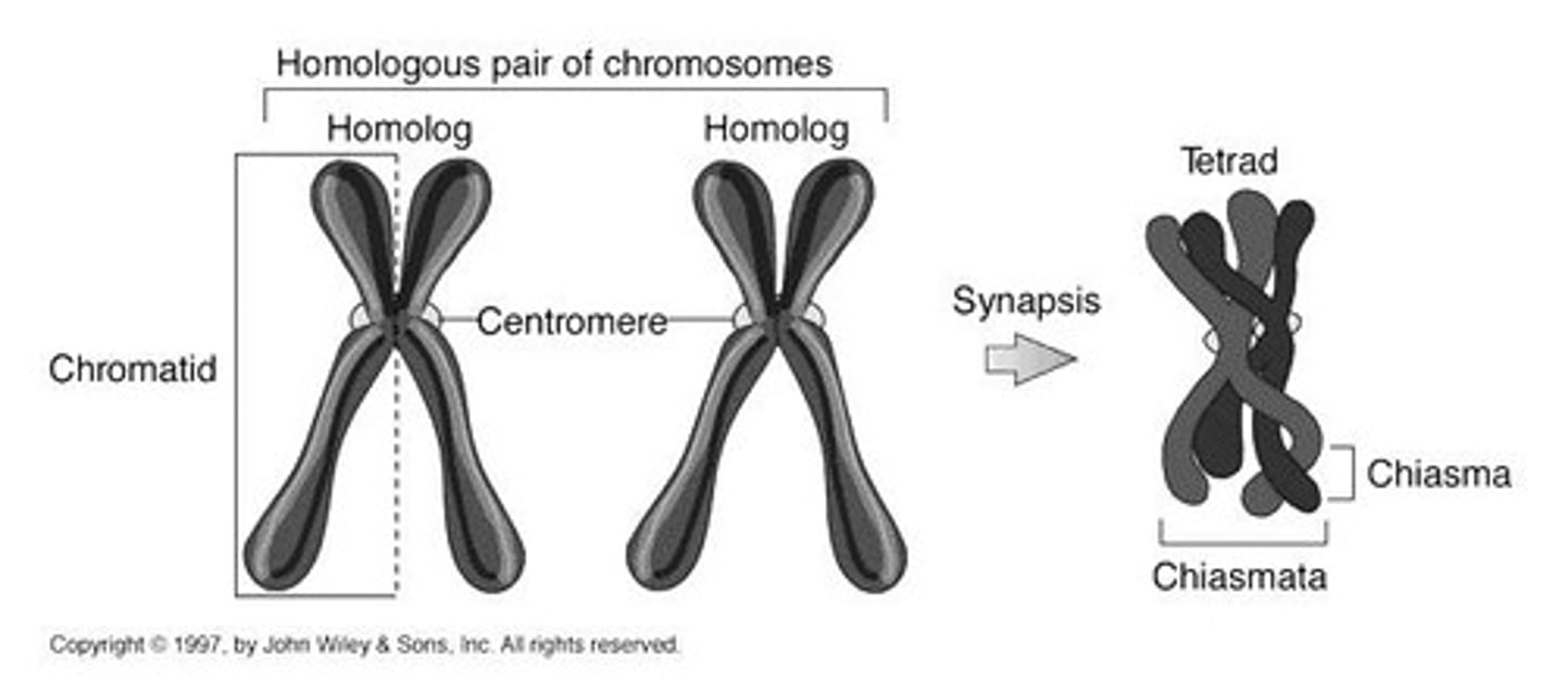 <p>Formed from paired homologs during prophase I of Meiosis I and consists of 4 chromatids intertwined.</p>