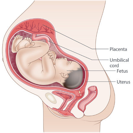 <p>a normal uterus that is enlarged as the fetus grows</p>