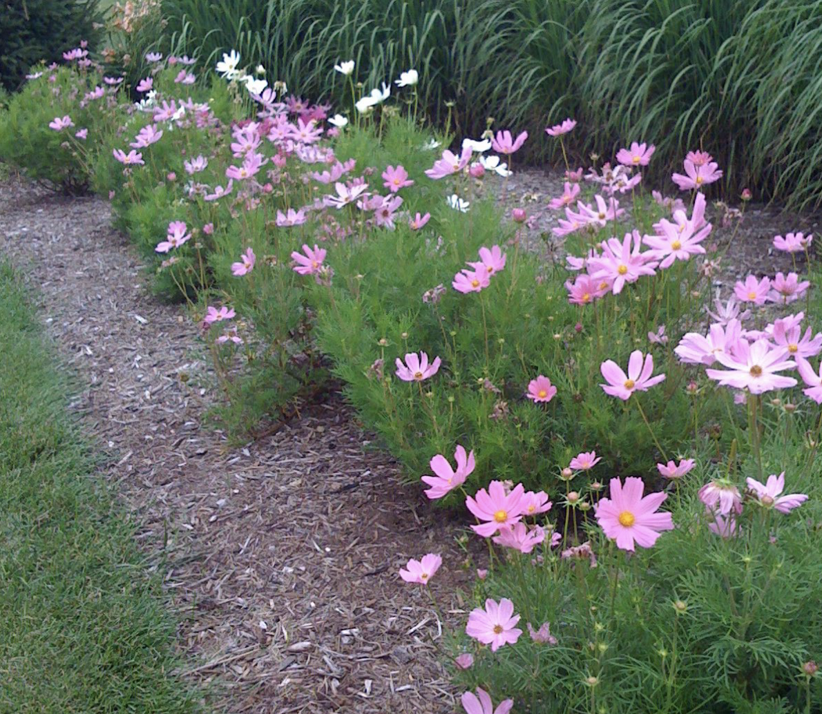 <p>Tall, airy annual that thrives in poor soils and produces daisy-like flowers in pink, red, and white.</p>