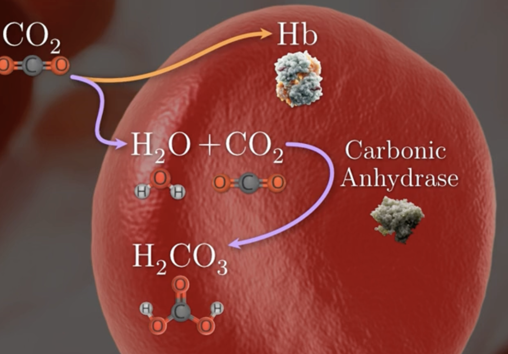 <p>what percentage of CO2 binds to water in RBC ? </p>