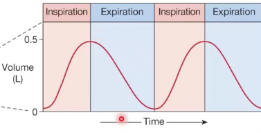<p>using a spirometer</p><ul><li><p>when patient breathes in, air moves into the lungs, the volume of the bell decreases, the pen rises on the tracing </p></li></ul><p></p>