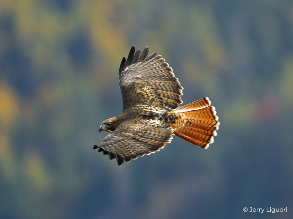 <p>What bird is this?</p>