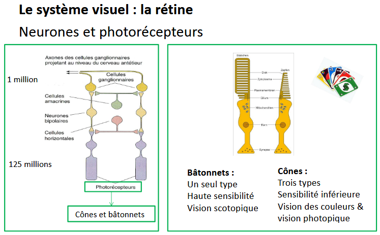 <p>sensibilité inférieure</p><p>vision des couleurs et phototopique</p>