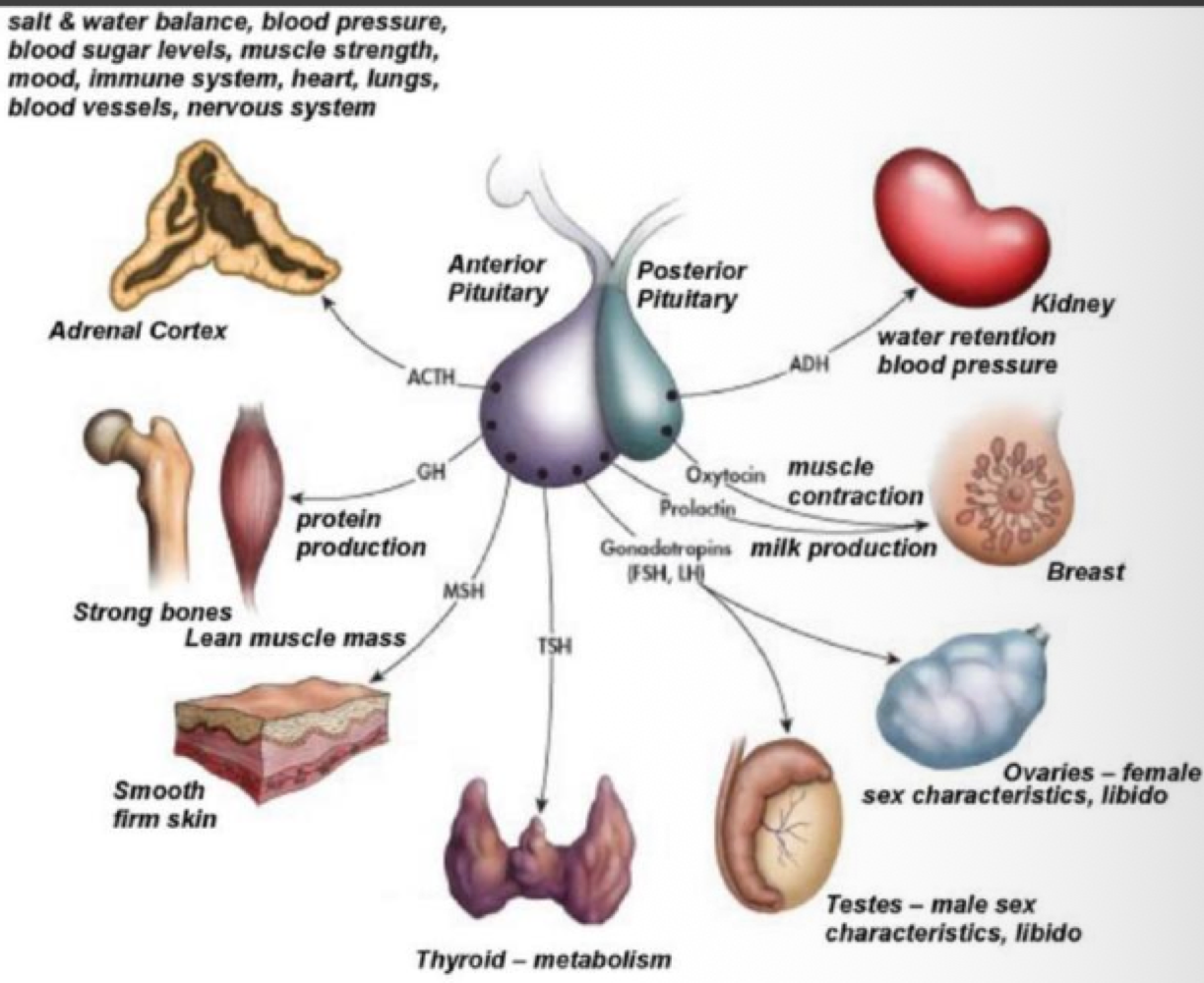 <p>disorders resulting for pituitary tumors </p>