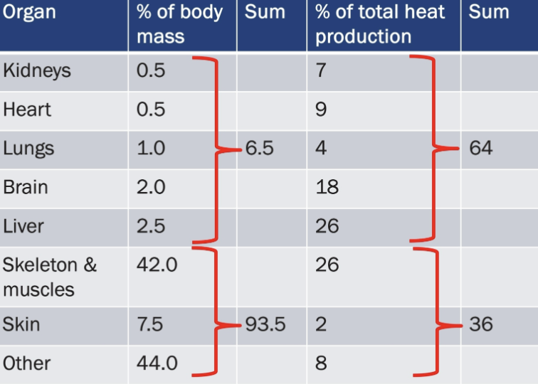 <ul><li><p><strong>Kidneys:</strong> 0.5% of body mass ; 7% of heat production</p></li><li><p><strong>Heart:</strong> 0.5% of body mass ; 9% of heat production</p></li><li><p><strong>Lungs:</strong> 1.0% of body mass ; 4% of heat production</p></li><li><p><strong>Brain:</strong> 2.0% of body mass ; 18% of heat production</p></li><li><p><strong>Liver:</strong> 2.5% of body mass ; 26% of heat production</p><ul><li><p><strong><em>SUM of HEAT PRODUCTION: 64 ——- SUM of BODY MASS: 6.5</em></strong></p></li></ul></li><li><p><strong>Skeleton &amp; Muscles:</strong> 42.0% of body mass ; 26% of heat production</p></li><li><p><strong>Skin:</strong> 7.5% of body mass ; 2% of heat production</p></li><li><p><strong>Other: </strong>44.0% of body mass ; 8% of heat production</p><ul><li><p><strong><em>SUM of HEAT PRODUCTION: 36 ——— SUM of BODY MAS: 93.5</em></strong></p></li></ul></li></ul><p><em>***When will the Skeletal Muscles Generate more Heat?***</em></p><ul><li><p>shivering</p></li><li><p>exercise</p></li></ul><p></p>