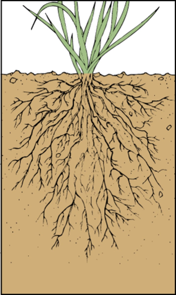 <p>An organ system in a plant which takes in water and minerals from the soil and transports them to the shoot system (super important for stability (ex. heavy wind/flooding)); all roots that lie below the surface of the ground - constantly growing to keep up with resource demand</p>