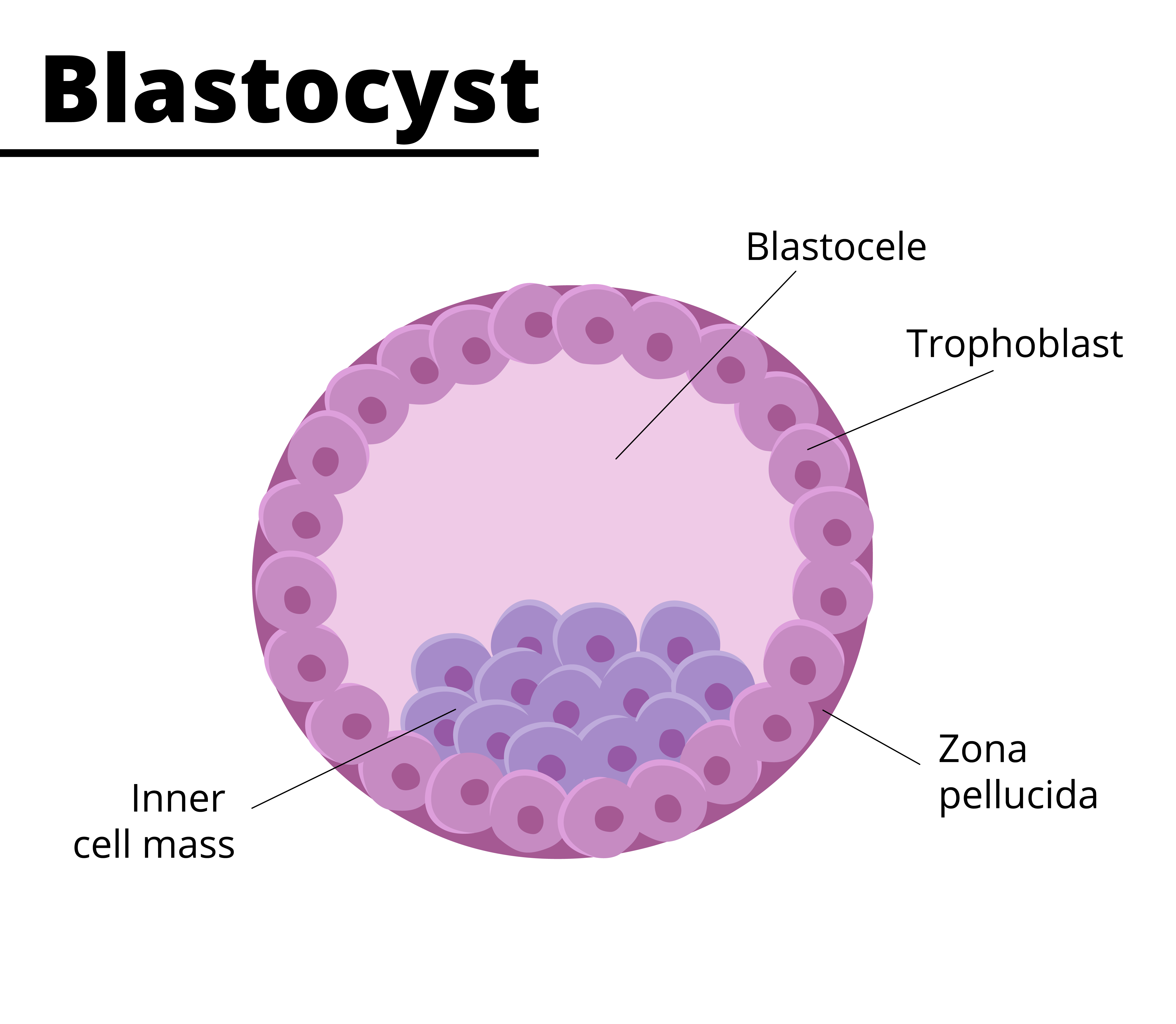<p>a hollow ball of cells formed from the morula, consisting of an inner cell mass that will develop into the embryo and an outer layer called the trophoblast that contributes to the placenta. </p>