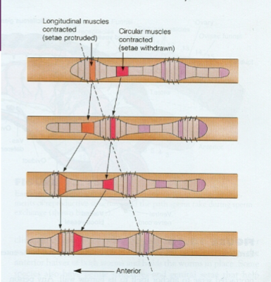 <p>Annelid: Class Clintellata: Subclass Oligiochaeta locomotion</p>