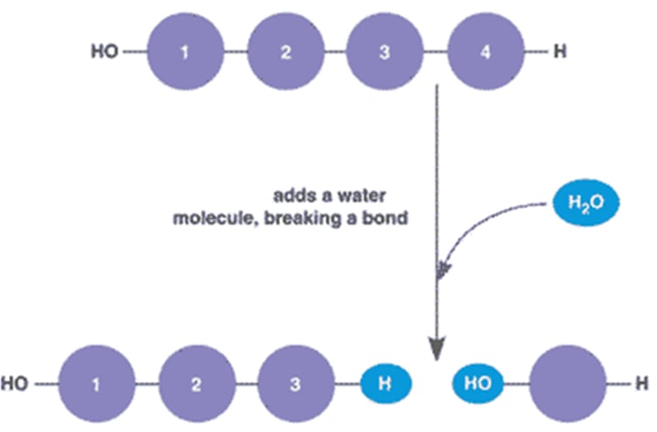 <p>Breaking down a polymer to a monomer; Adds a water molecule, breaking a bond. Reverses dehydration reaction. Facilitated by enzymes</p>