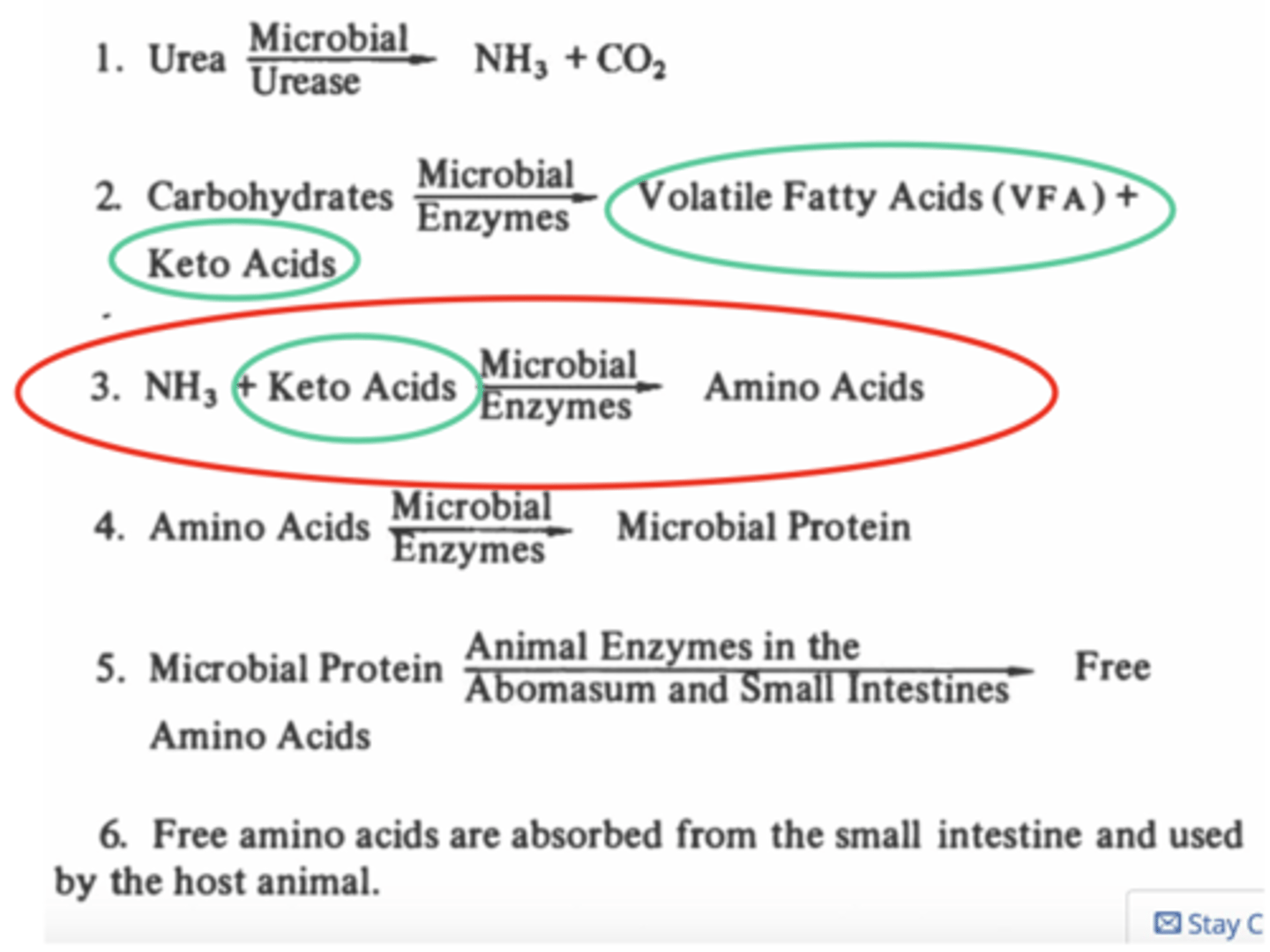 <p>microbial enzymes transform carbohydrates into volatile fatty acids + keto acids. then, they turn the keto acids into amino acids, which can be converted into microbial proteins.</p><p>the microbial proteins can be turned by the animal enzymes back into free animo acids is necessary, and most are absorbed from the small intestine and used by the animal.</p>