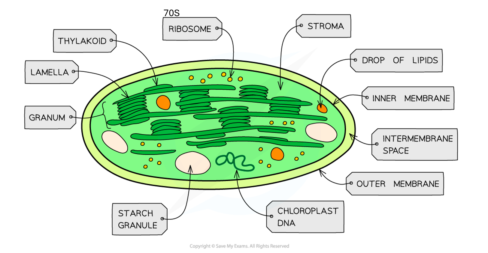 <p>label the chloroplast</p>