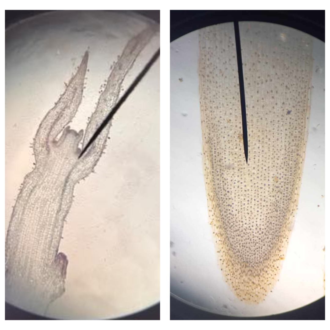 <p><span>part of SAM and RAM under microscope; composed of three different regions: protoderm; procambium; ground meristem</span></p>