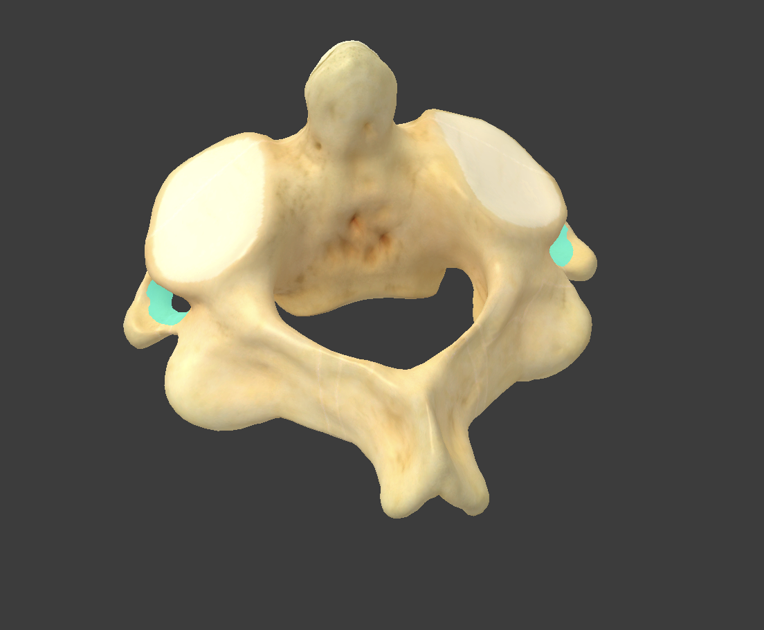<p>what part of the axis is this?</p>