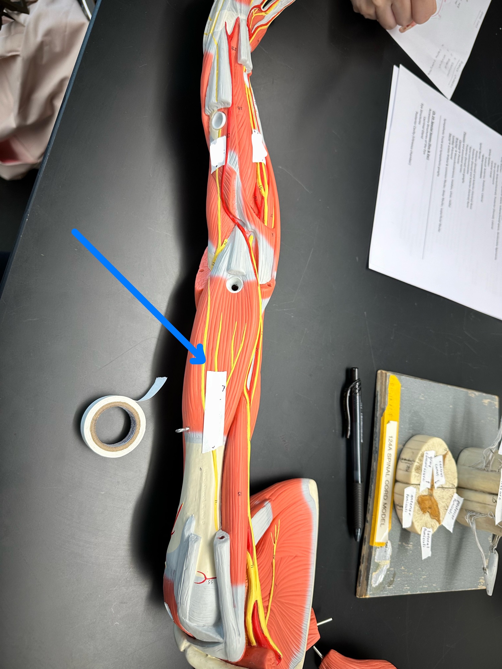 <p>ID nerve</p>