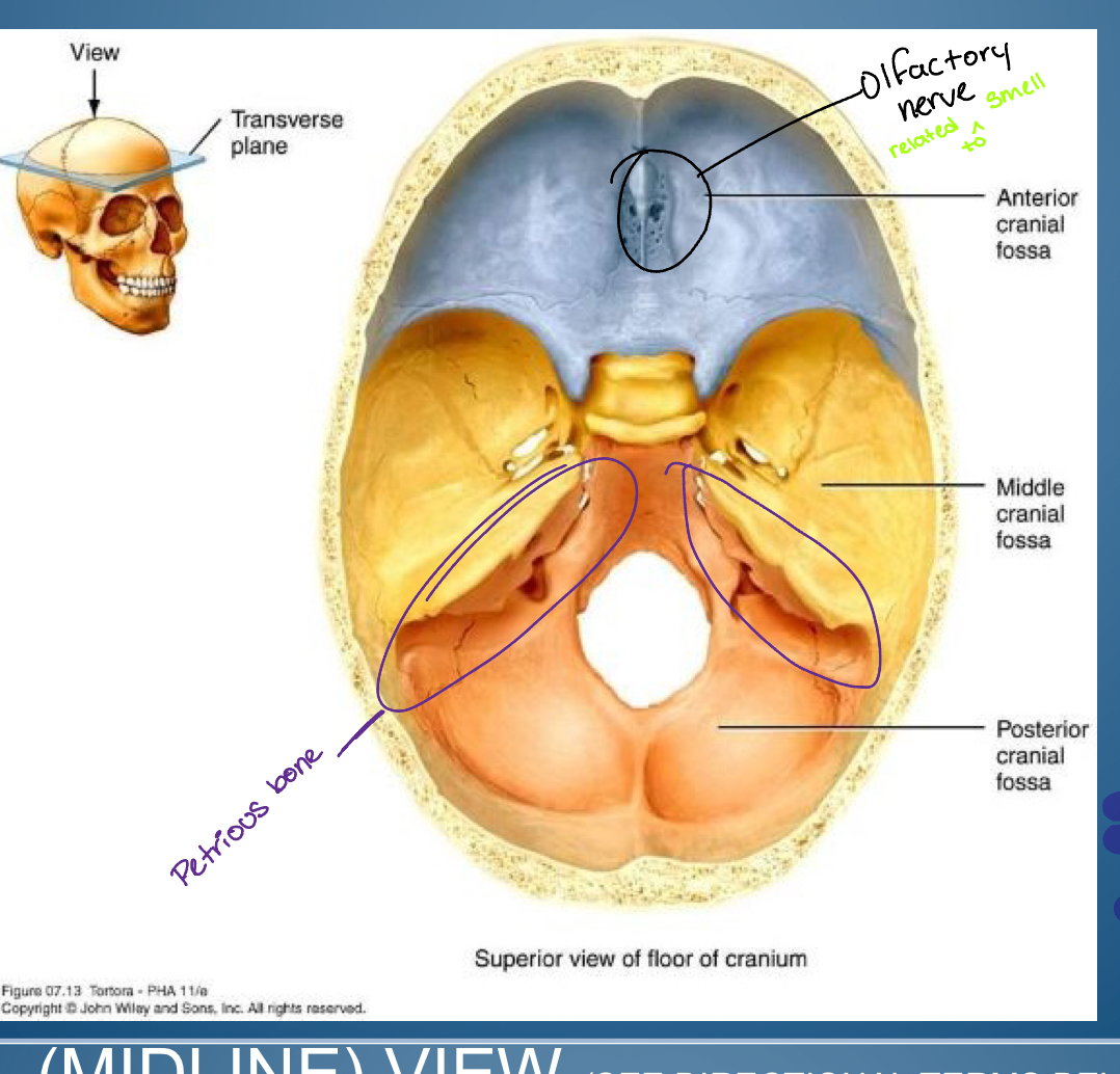 <p>great wing sphenoid bone temporal bone</p>