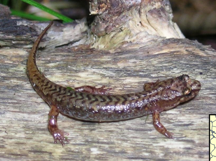<p>desmognathus organi</p>