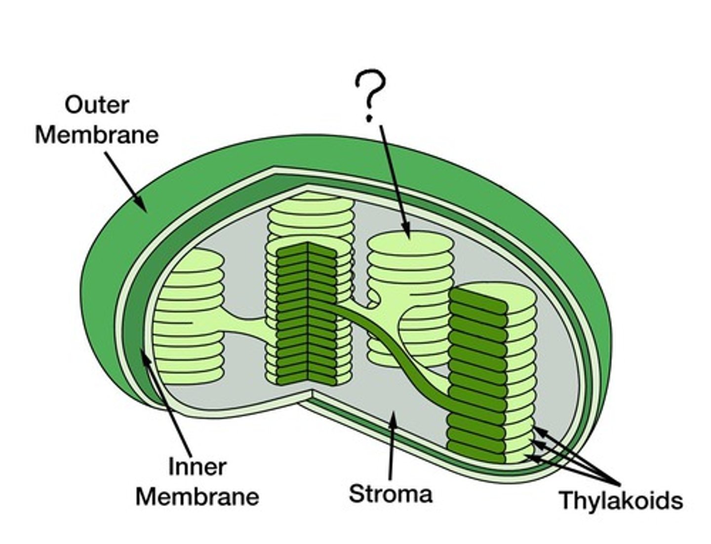 <p>What part of the plant is this?</p>