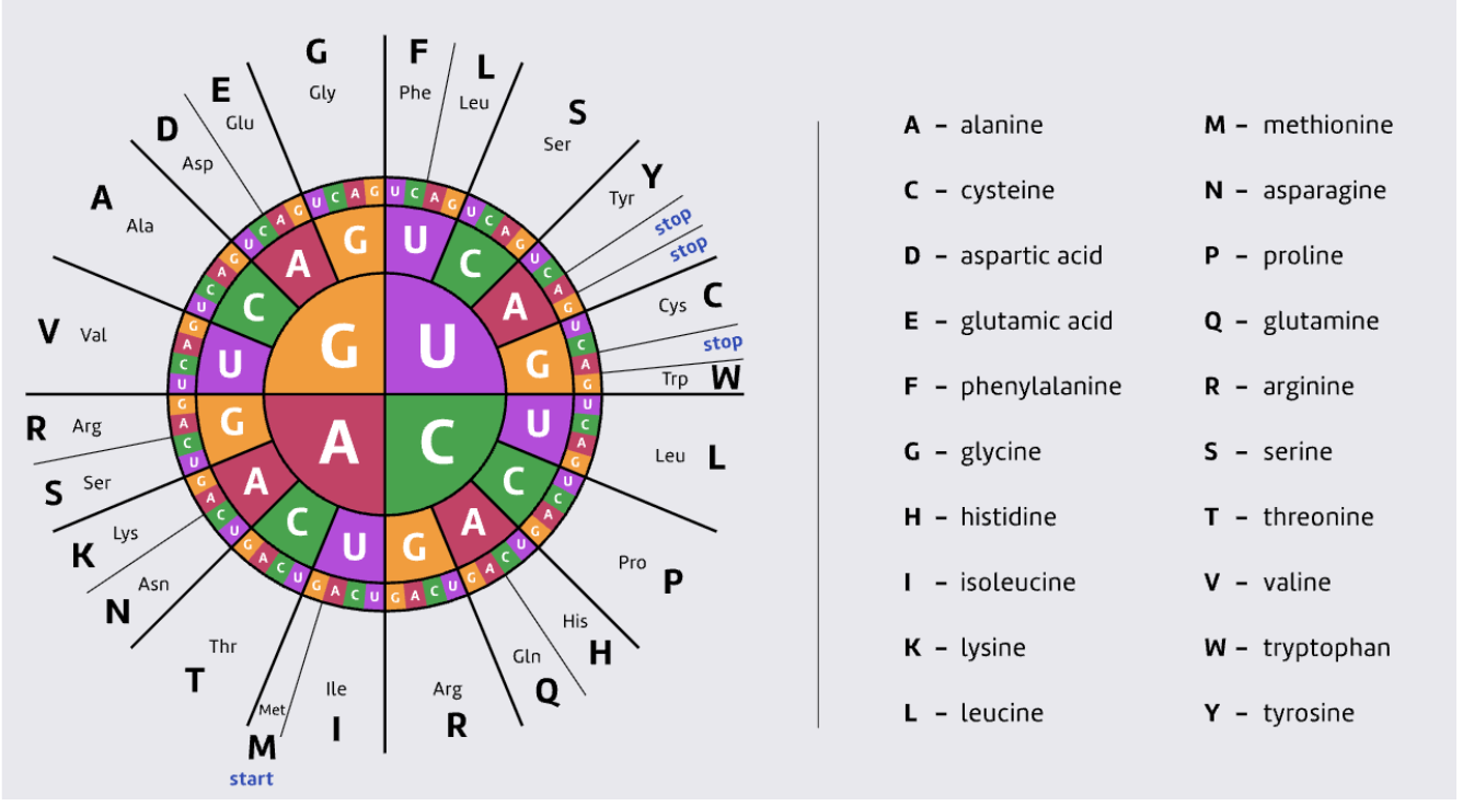 <p><span style="font-family: &quot;Proxima Nova&quot;, sans-serif">There are 20 amino acids found in human proteins</span></p><p><span style="font-family: &quot;Proxima Nova&quot;, sans-serif">Which codons code for which amino acids can be shown in the <strong>codon wheel</strong>.&nbsp;</span></p><p><span style="font-family: &quot;Proxima Nova&quot;, sans-serif">Work from the inner circle outwards to determine the 3 letter sequence of the amino acid</span></p><p><span style="font-family: &quot;Proxima Nova&quot;, sans-serif">AUG = Met</span></p>