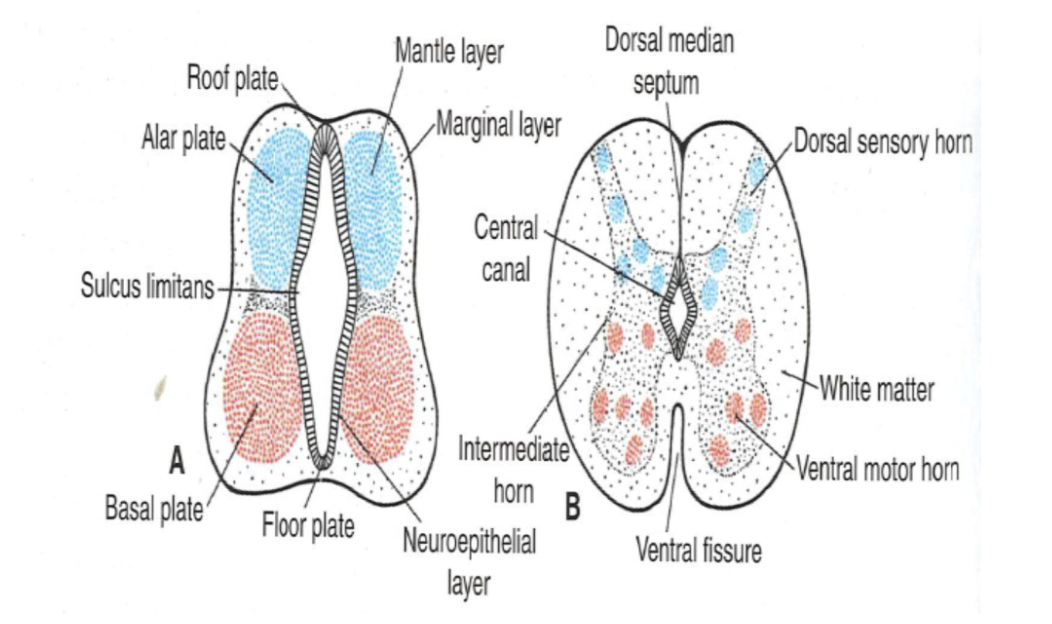 <p>Dag 24 sluts kraniala öppningen och den kaudala dag 26. Det bildas tre lager i neuralröret;</p><ul><li><p><strong>Flerskiktat neuroepitel</strong>: ventrikulär zon som omger cenralkanalen. Neuro- och glioblaster blir till ependymceller. </p></li><li><p><strong>Mantelzon</strong>: Neuroblaster till till två zoner → alar- och basalplattor. </p></li><li><p><strong>Marginalzon</strong>: Blir till vit substans. </p></li></ul><p></p>
