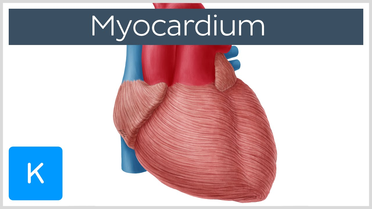 <p>Muscle (myocardium)</p>