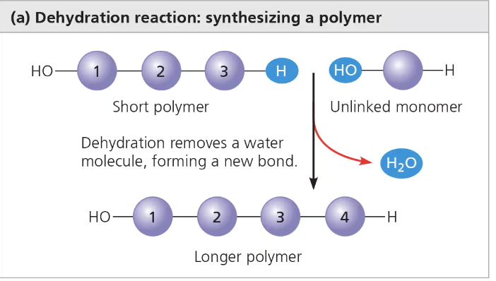 <ul><li><p>Water is lost</p></li><li><p>Anabolic - building into larger (more complex) molecules</p></li><li><p>Increases complexity</p></li><li><p>Requires energy (endergonic) &amp; enzymes</p></li><li><p>Produces water molecules</p><ul><li><p>Ex. Carbs and protein polymers are synthesized by dehydration reactions</p><ul><li><p>Each reactant contributes part of the water molecule that is released during the reaction</p></li><li><p>One provides a hydroxyl group (—OH), while the other provides a hydrogen (—H)</p></li></ul></li></ul></li></ul><p></p>