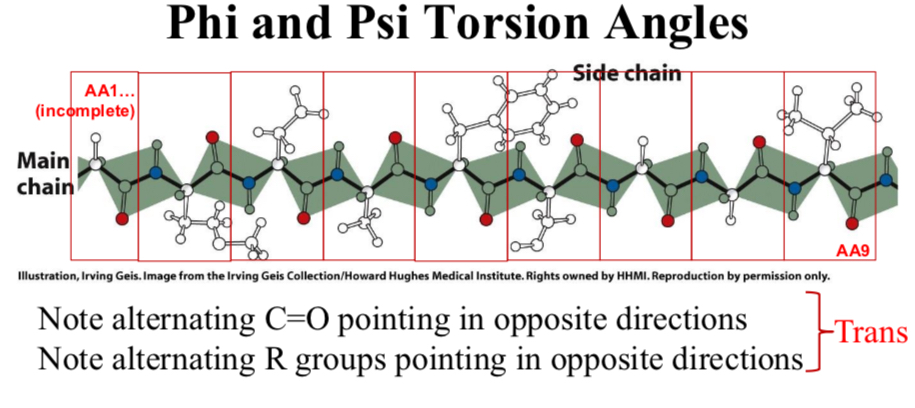 <p>Phi and Psi Torsion Angles</p>