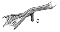 knowt flashcard image