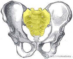 <p>triangular bone in lower back between 2 hipbones of the pelvis</p>