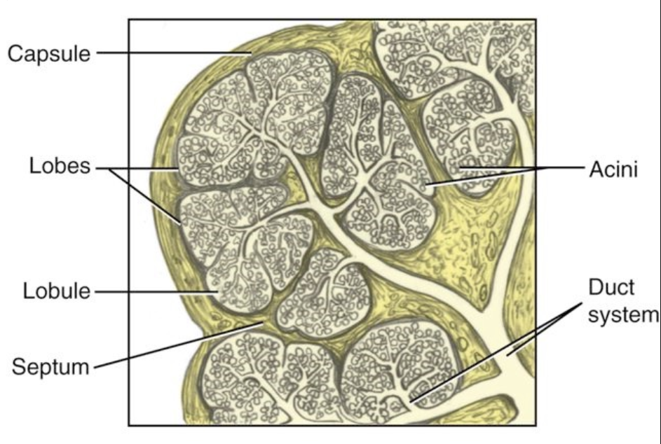 <ol><li><p>Capsule →connective tissue; 20% of gland volume </p></li><li><p>Lobes </p></li><li><p>Lobules → contain the glandular units with acini</p></li><li><p>Septa → interlobar septa and interlobular septa </p></li></ol><p></p>