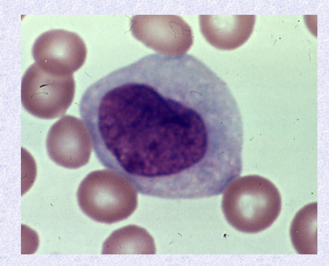 <p>What cell type is shown?</p>