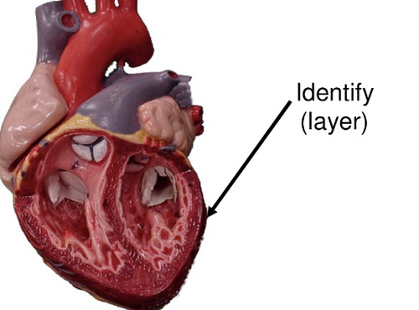 <p>The outermost layer of the heart wall.</p>