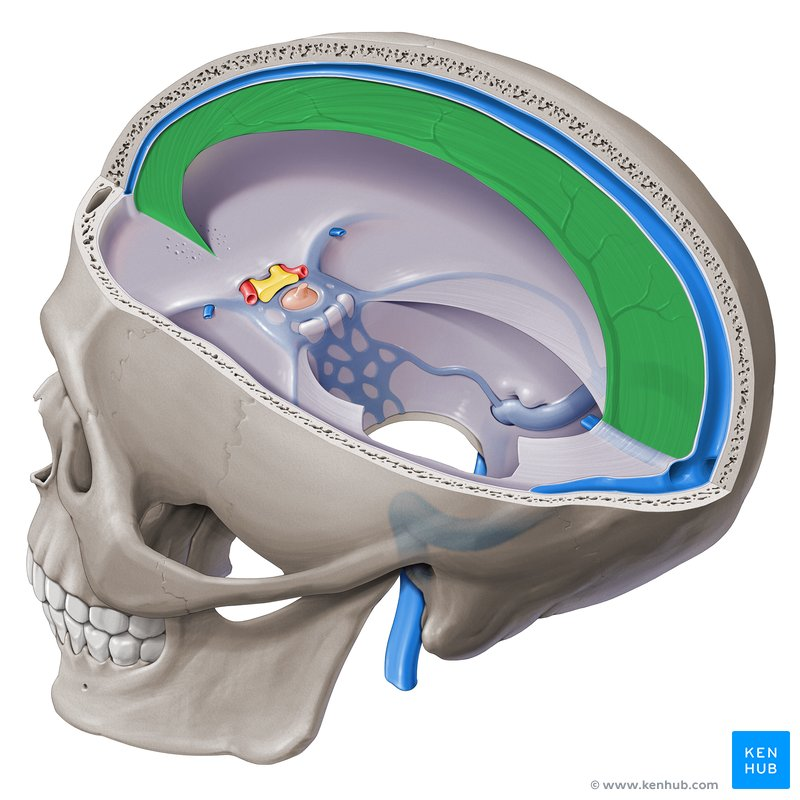 <p>in longitudinal fissure between right and left cerebral hemispheres</p>