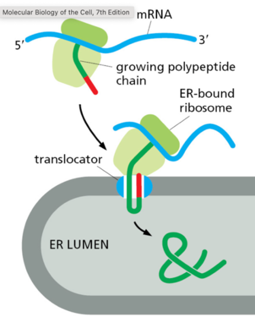 <p>proteins are translocated into ER lumen while being translated from mRNA. Carries out simple modification of proteins + folding quality check.</p>