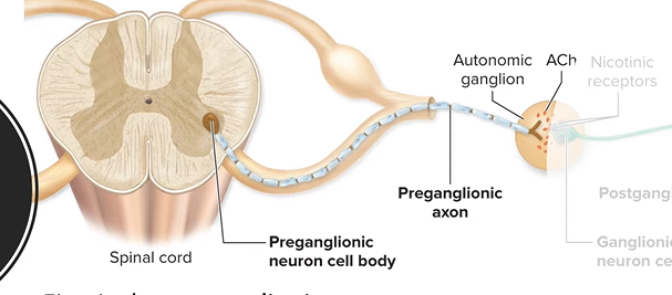 <p>-body is <u>within spinal cord (lateral horn)</u></p><p>-thin, <u>myelinated axon</u> projects to autonomic ganglion in PNS</p><p>-releases Ach from syn. knob to <u>excite 2nd neuron</u></p>