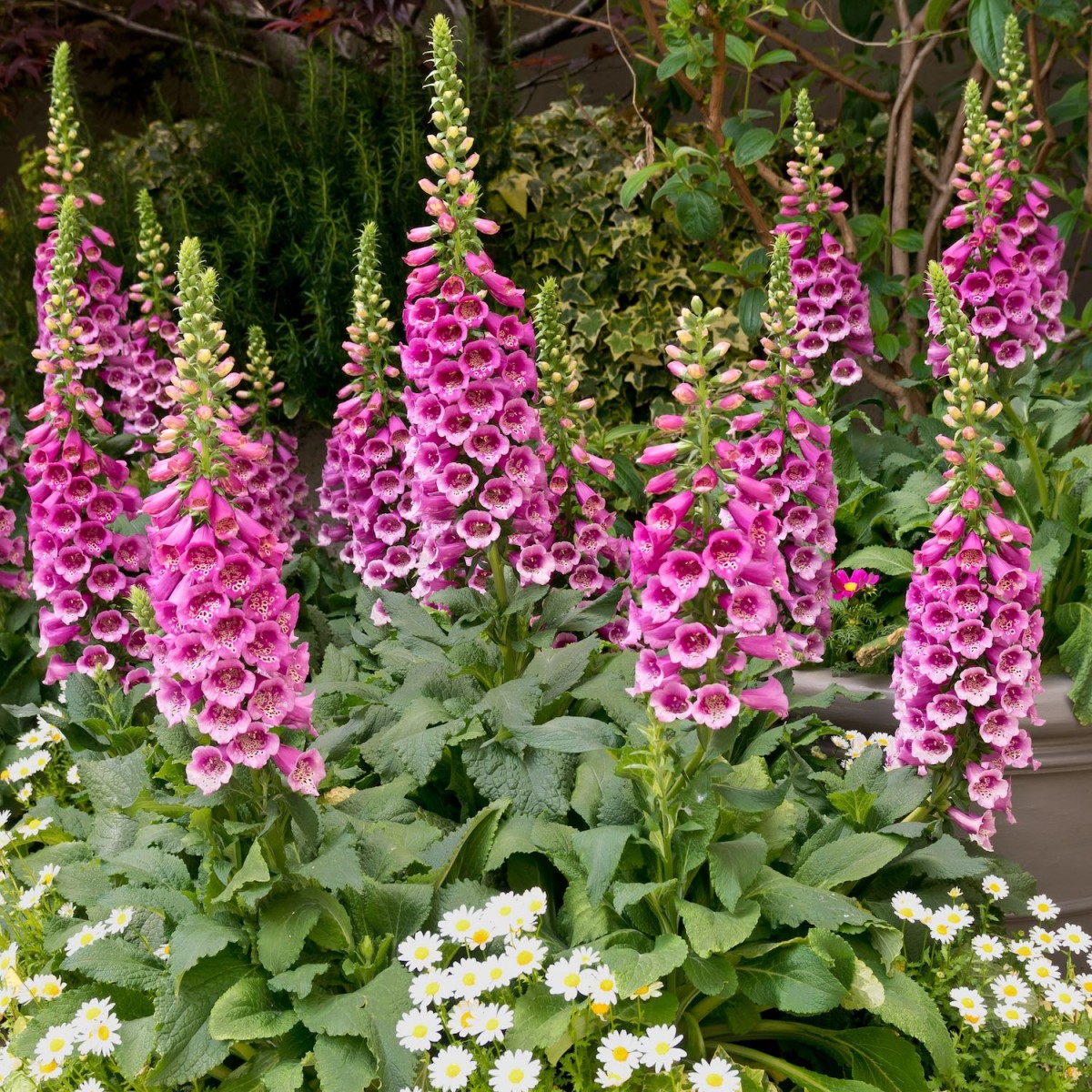 <p>A vertical plant with tall spikes of tubular pink, purple, or white flowers above a basal rosette.</p><p>-see in english gardens</p><p>-biannual - self seeds</p><p>-plant two years in a row</p>