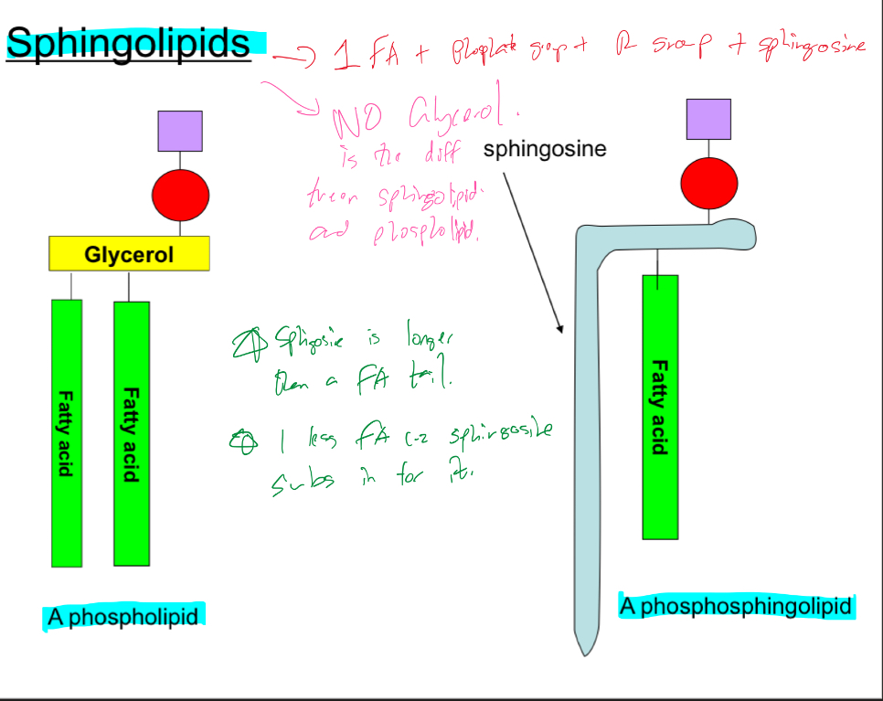 <ul><li><p>No glycerol in Sphingolipids</p></li><li><p>1 less FA in sphingolipid cuz sphingospine subs in for it</p></li></ul>