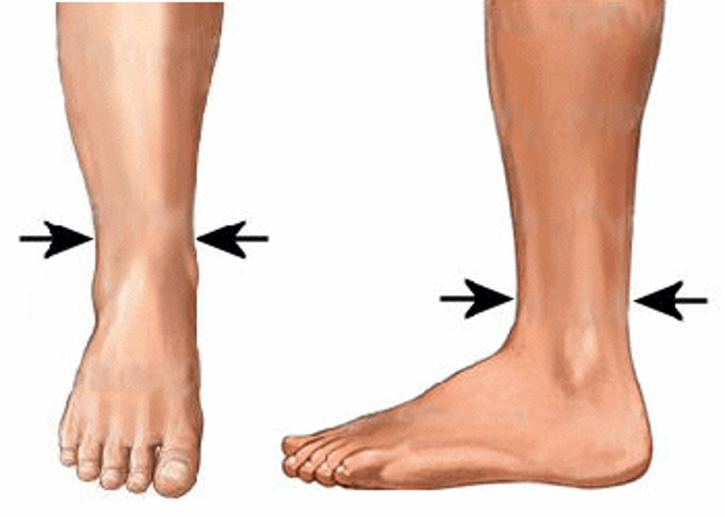 <p>Ankle.</p>