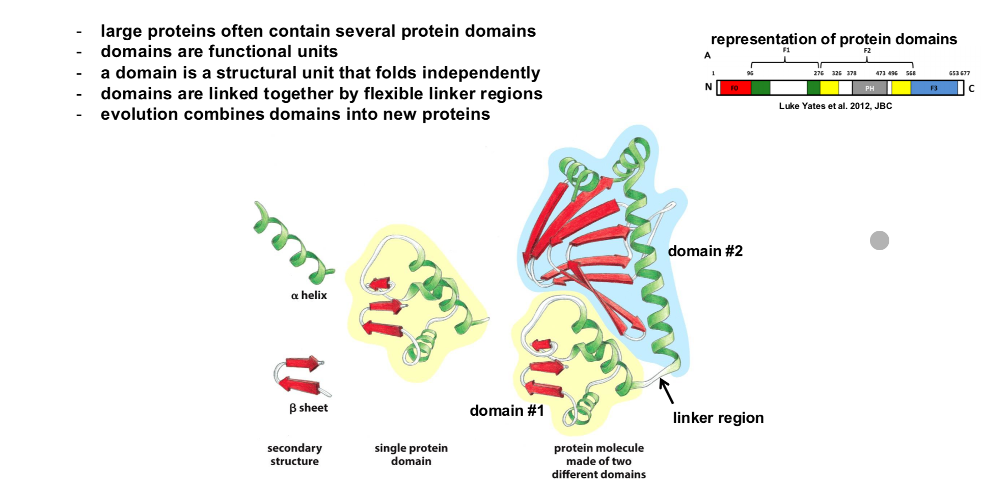 <ul><li><p>Large proteins often contian several protein domains </p></li><li><p>A domain is a strucutral unit that folds independently</p></li><li><p>Domains are linked together by felxible regions</p></li><li><p>Evolution combines domains into new proteins</p></li></ul><p></p>