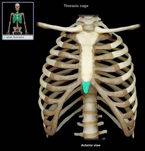 the smallest region of the sternum, or breastbone.
the cartilaginous section at the lower end of the sternum, which is not attached to any ribs, and gradually ossifies during adult life.
(think end point of the sternum)