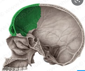 the large cranial bone forming the front part of the cranium
